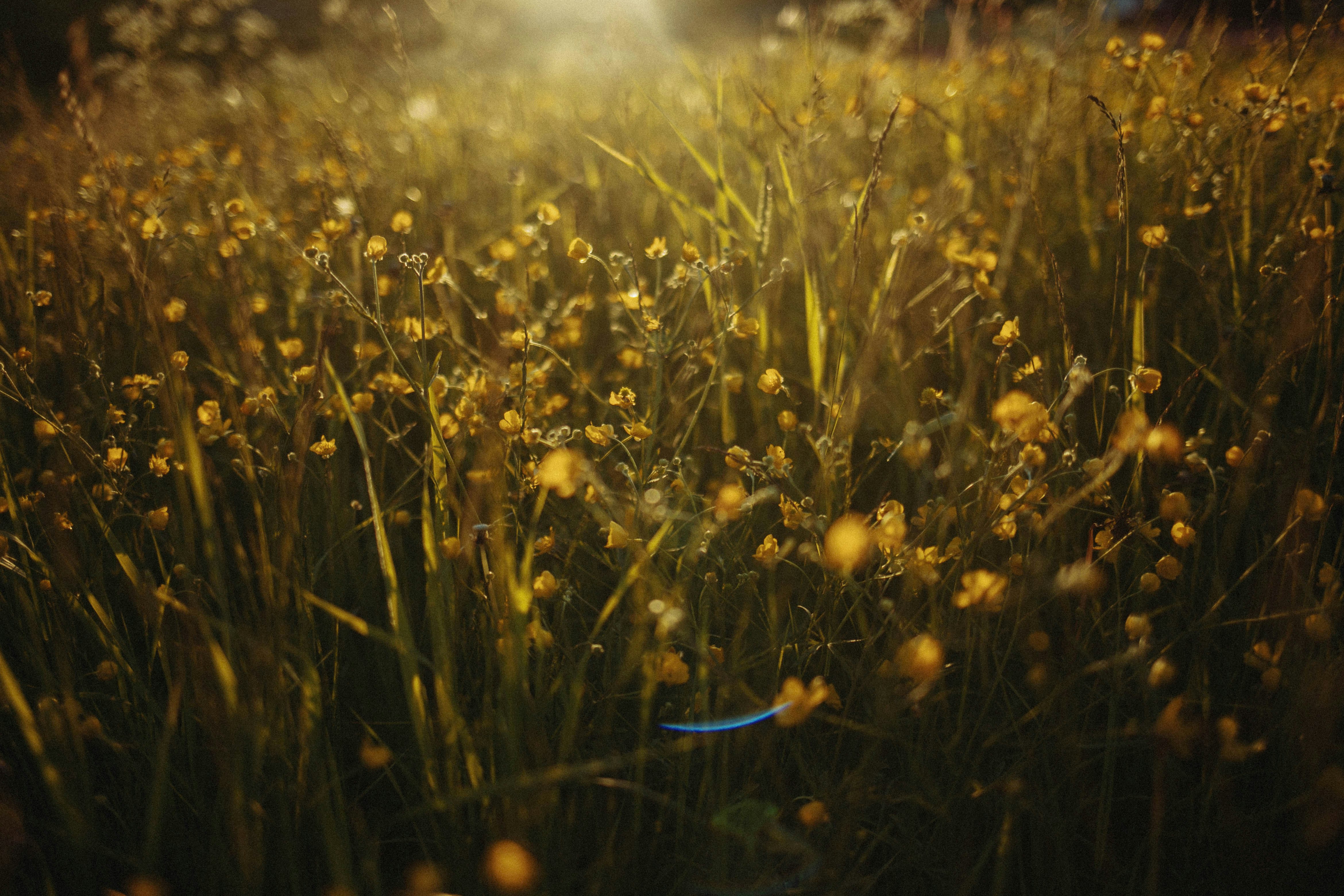 yellow flower field during daytime